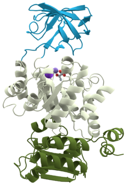 Pyruvate_kinase_protein_domains.png