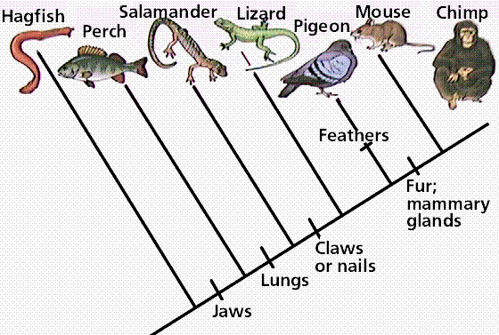 cladogram_1.gif