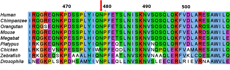 sequence_alignment.gif