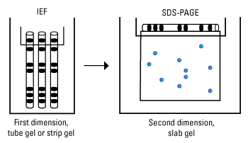 2D-Electrophoresis.gif