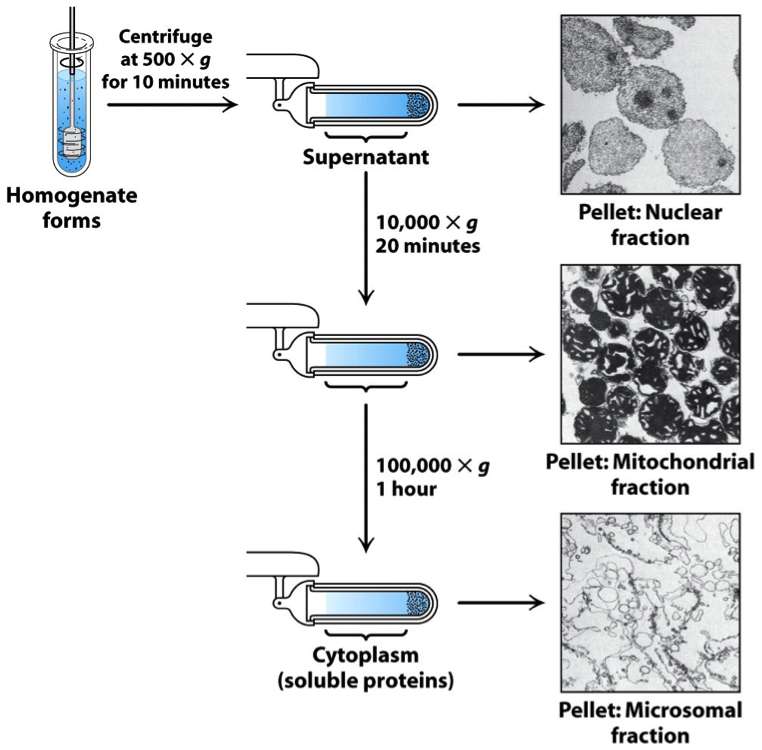 differential_centrifugation.jpg