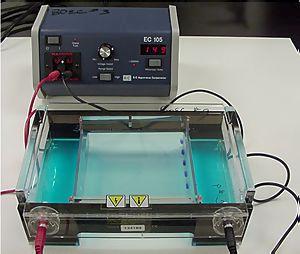 gel_electrophoresis.jpg