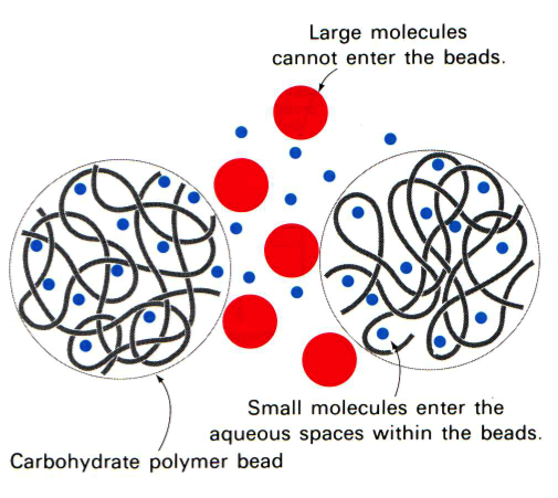 gel_filtration1.png