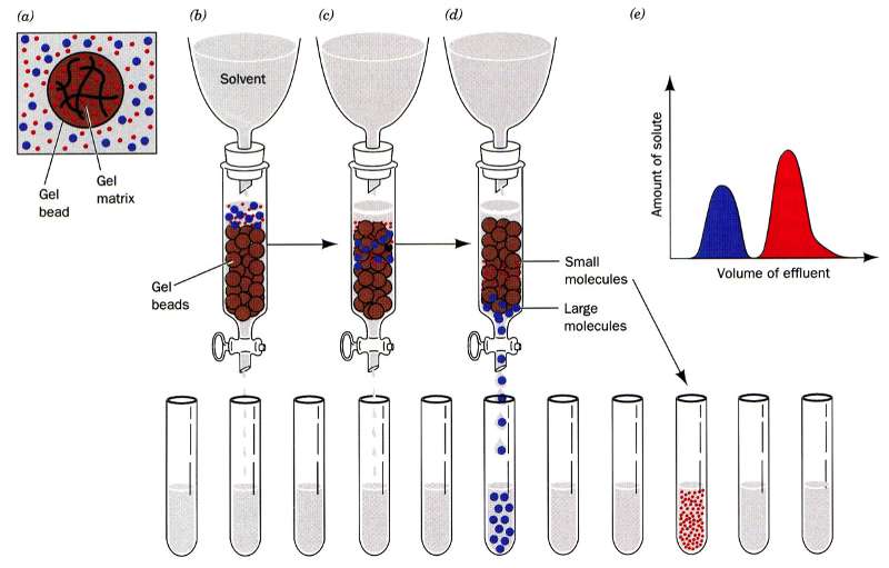 gel_filtration2.jpg