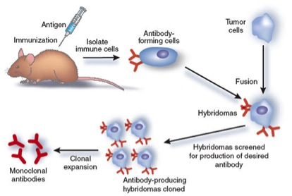 Producing a monoclonal antibody