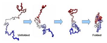 Why Do Proteins Fold Into A Certain Shape