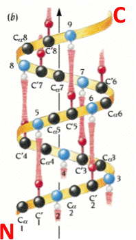 alpha helix protein backbone