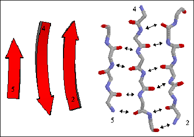 beta sheet antiparallel vs parallel