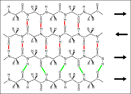 beta sheet antiparallel vs parallel