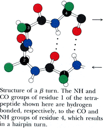 Secondary Structure Beta turns Random coils