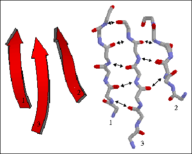 beta sheet antiparallel vs parallel