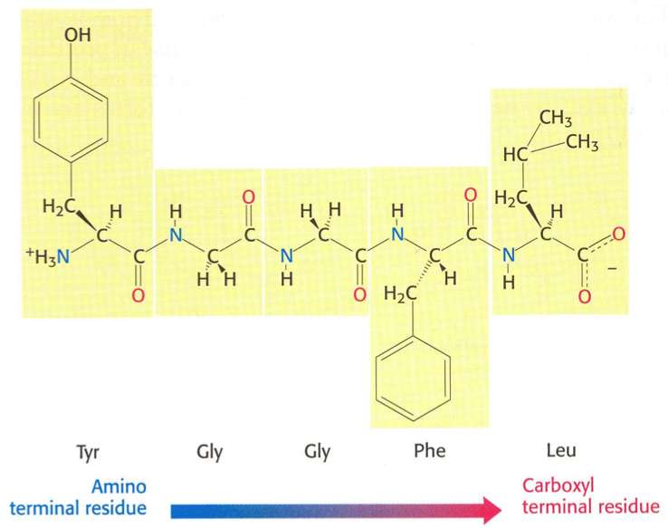 peptide backbone of a protein