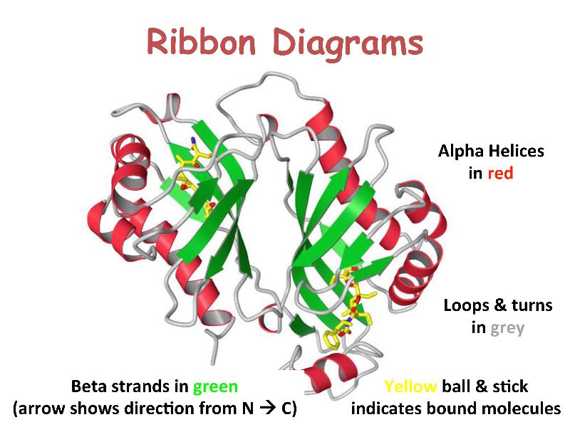 Turns in deals proteins