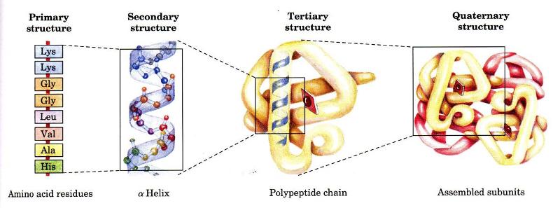 What maintains the secondary deals structure of a protein