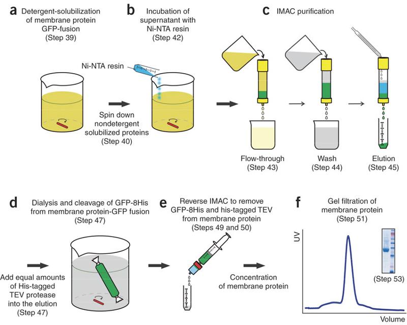 protein precipitation buffer